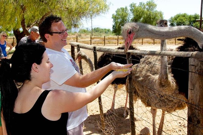 Skip the Line: Highgate Ostrich Farm Tour Ticket - The main yard: feathers, eggs, and incubators
