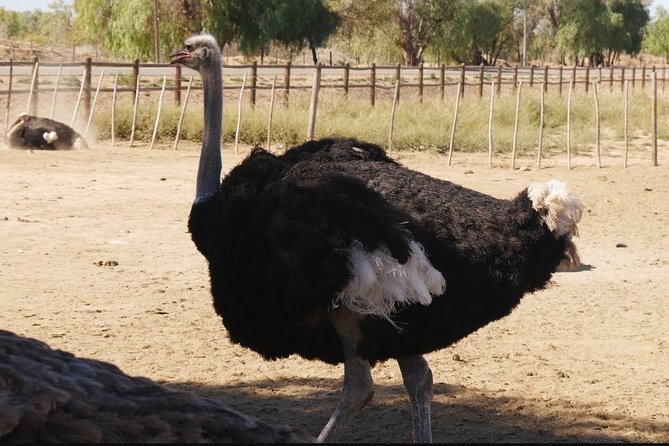 Skip the Line: Highgate Ostrich Farm Tour Ticket - From the main yard to the farmlands