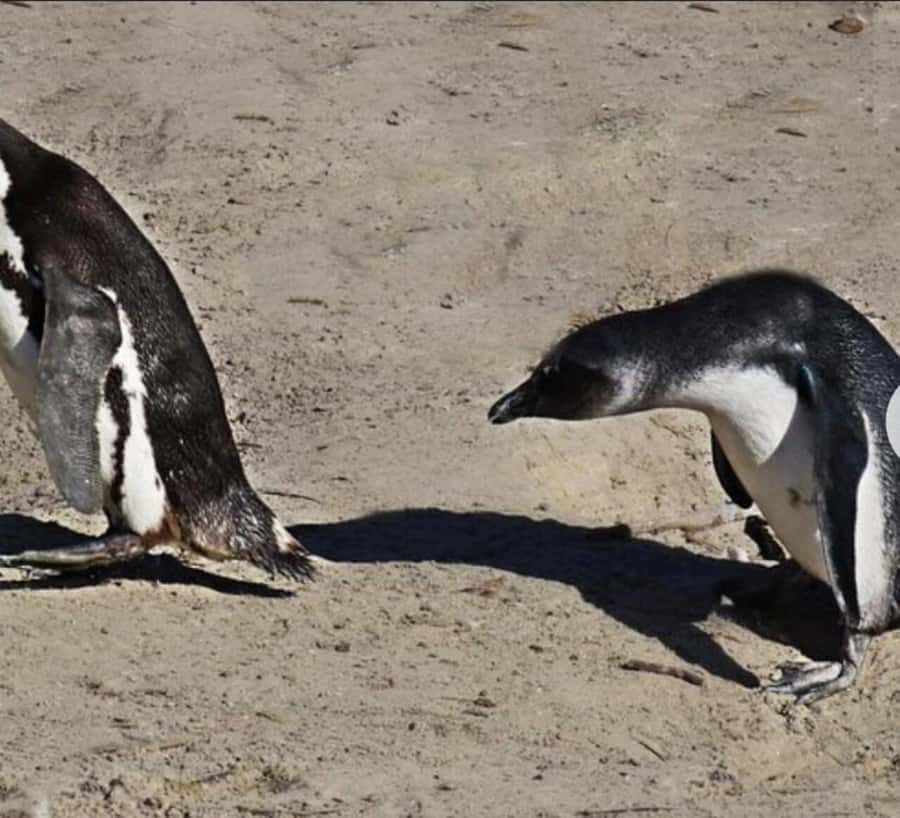 Small Group: African Penguins,Boulders beach-Half-Day Tour. - Should you book it?