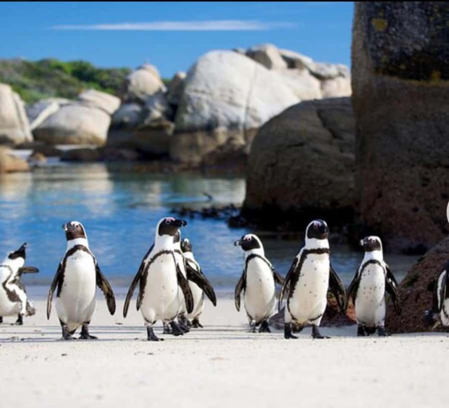 Small Group: African Penguins,Boulders beach-Half-Day Tour. - Chapmans Peak Drive and the 30-minute viewpoint