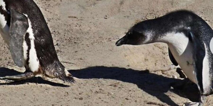 Small Group: African Penguins,Boulders beach-Half-Day Tour. - What the $79 price really covers