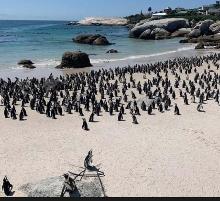 Small Group: African Penguins,Boulders beach-Half-Day Tour. - Boulders Beach and its African penguin colony
