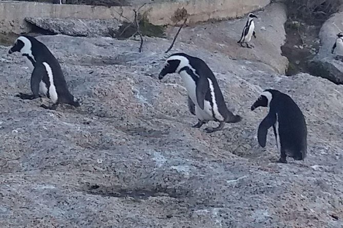 Small Group Cape Of Good Hope Penguins Wine Tasting Inc Park Fees - Optional ostriches and the practical cost of extras