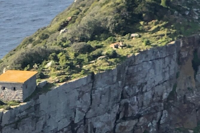 Small Group Tour Boulders Beach Penguin Colony Cape of Good Hope - Hout Bay and the choice between seals and shopping