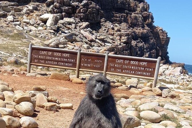 Small Group Tour: Penguins, Cape Point and Cape of Good Hope - A full Cape Peninsula day from a 7:00 am start