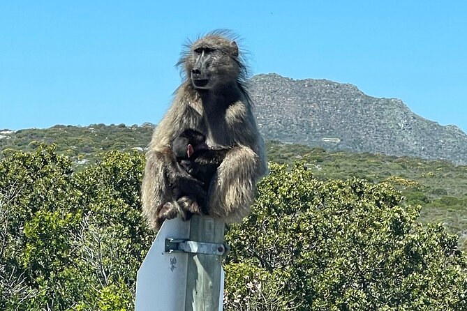 Small Group Tour: Penguins, Cape Point and Cape of Good Hope - Maiden’s Cove frames Camps Bay and the Atlantic