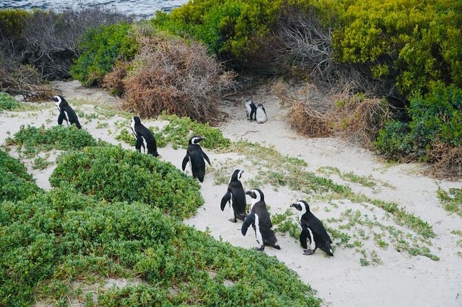 Small Group Tour: Penguins, Cape Point and Cape of Good Hope - Seal Island is worth considering, but not automatically worth the extra fee