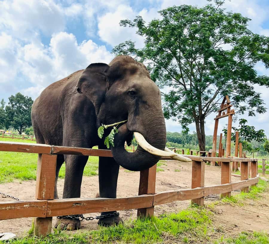 South Africa from Joburg: Elephant Sanctuary Half Day Tour - Meeting elephants at Hartbeespoort