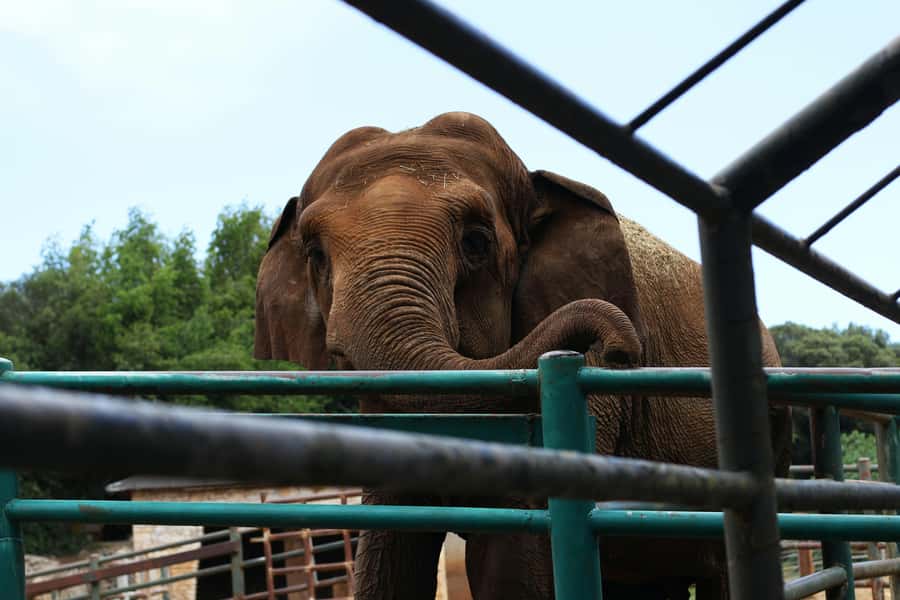 South Africa from Joburg: Elephant Sanctuary Half Day Tour - The one-hour drive from your hotel