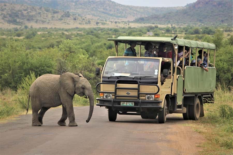 South Africa from Joburg: Elephant Sanctuary Half Day Tour - Feeding, touching, and walking beside an elephant