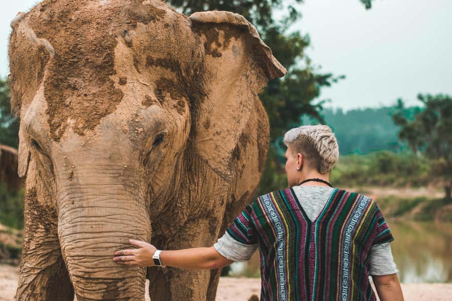 South Africa from Joburg: Elephant Sanctuary Half Day Tour - Two and a half hours inside the sanctuary