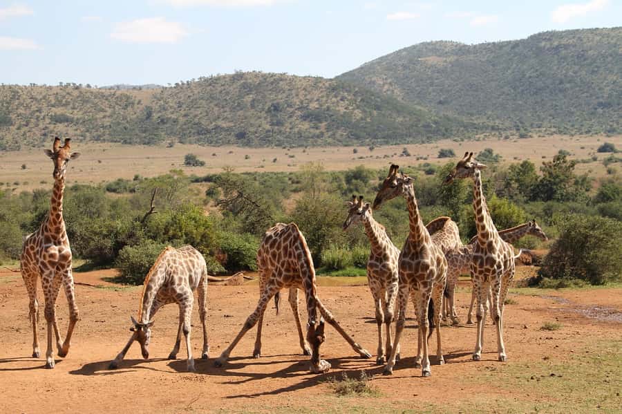 South Africa Joburg: Pilanesberg National Park Day Tour - Key points to know before booking