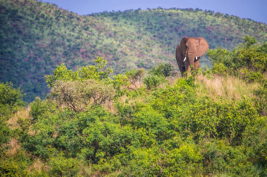 South Africa Joburg: Pilanesberg National Park Day Tour - Why Pilanesberg makes sense from Johannesburg