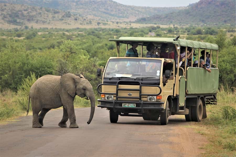 South Africa Joburg: Pilanesberg National Park Day Tour - Morning game drive: 2.5 hours inside Pilanesberg