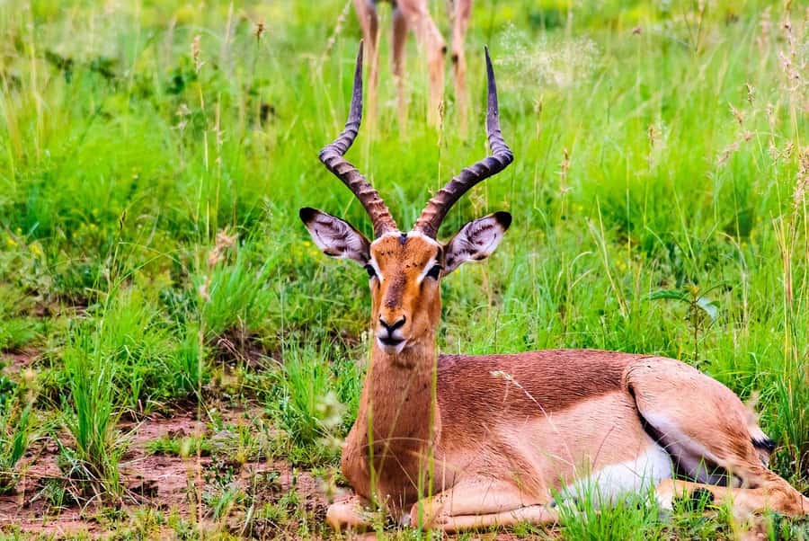 South Africa Joburg: Pilanesberg National Park Day Tour - The 2-hour-15-minute ride from Gauteng