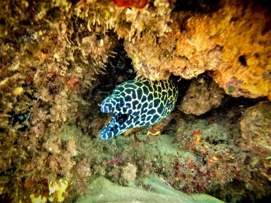 St. Lucia: Cape Vidal Snorkeling Adventure - Key points to know