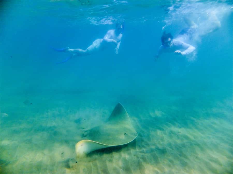St. Lucia: Cape Vidal Snorkeling Adventure - The hot drink and fish ID book finish