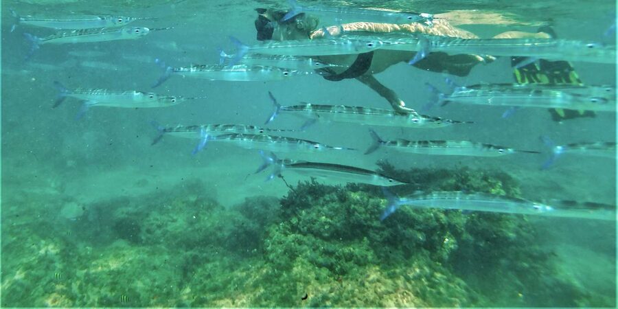 St. Lucia: Cape Vidal Snorkeling Adventure - Should you book the Cape Vidal snorkeling adventure?
