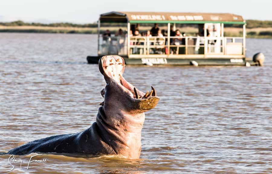 St Lucia: Hippo and Crocodile Cruise on a 15-Seat Vessel - Leaving Siyabonga Jetty in a 15-seat boat