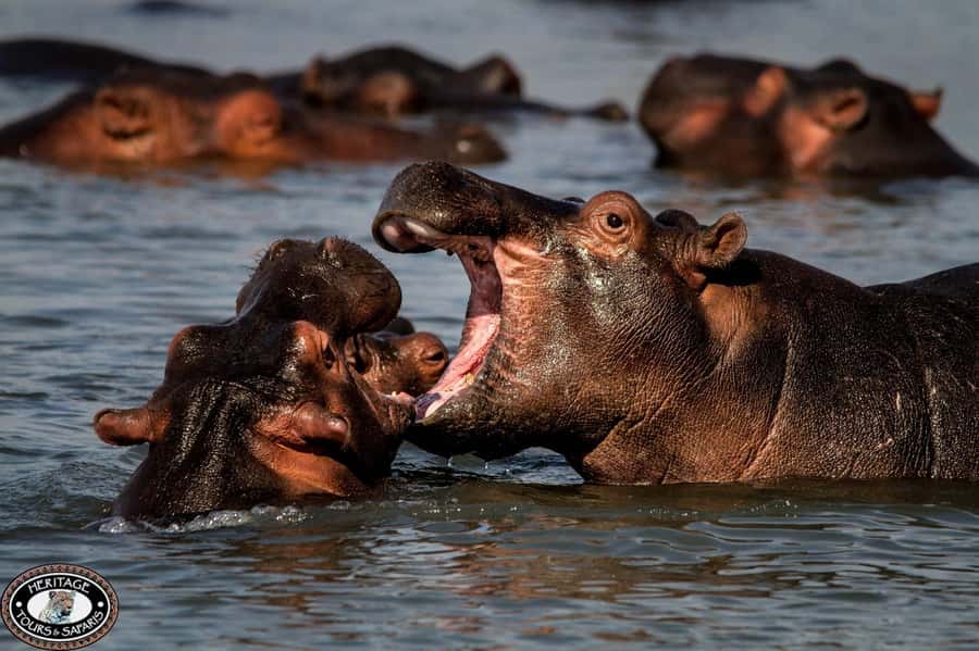 St Lucia: Hippo and Crocodile Cruise on a 15-Seat Vessel - Who should book this cruise