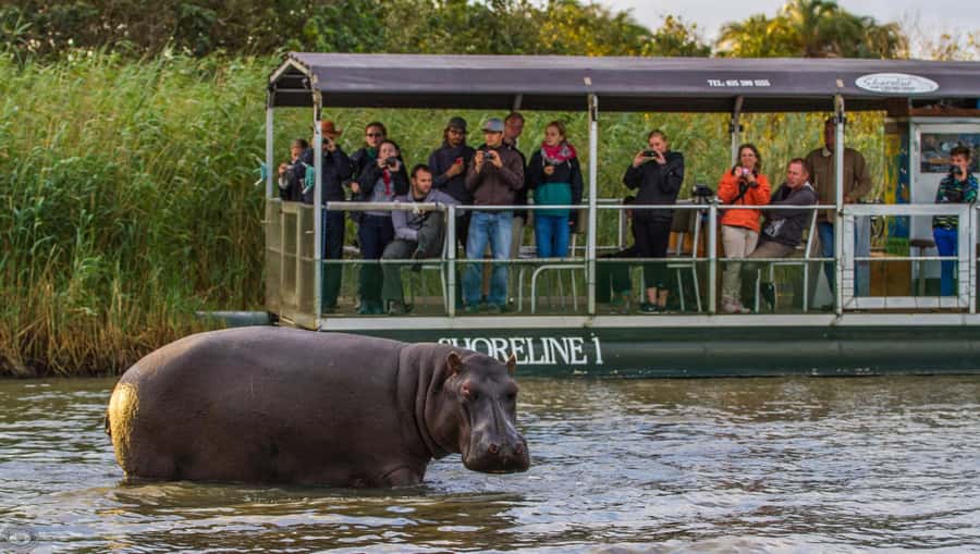 St Lucia: Hippo and Crocodile Cruise on a 15-Seat Vessel - The first stretch: water, reeds, and birdlife