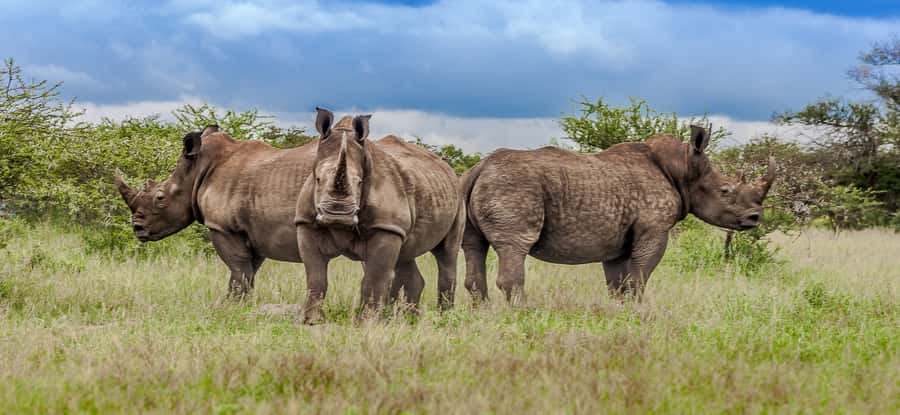 St Lucia: iSimangaliso Wetland Park: Full-Day/Half-Day Tour - Why this safari feels different from a standard game drive