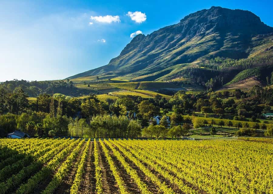 Stellenbosch: All-inclusive Private Wine Tour & Tastings - Wine paired with cheese, cured meat, and local snacks