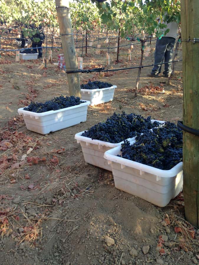 Stellenbosch: All-inclusive Private Wine Tour & Tastings - What to bring and what to expect on the road