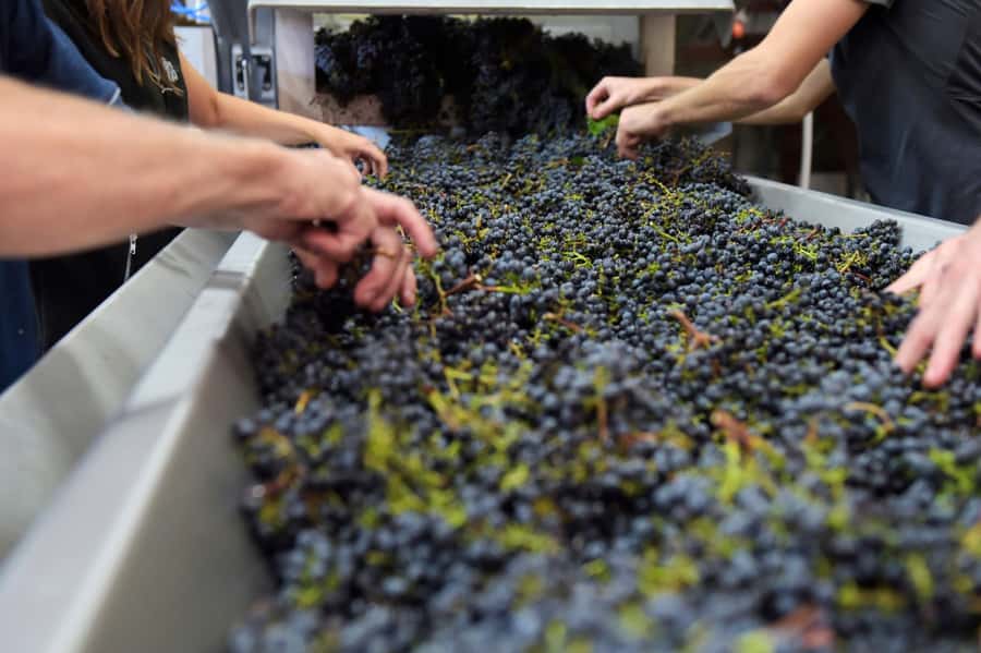 Stellenbosch: All-inclusive Private Wine Tour & Tastings - Who should book this Stellenbosch wine day?