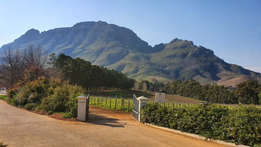Stellenbosch: Guided Vineyard Hike and Wine Tasting - Why this vineyard walk is different from a standard wine tour
