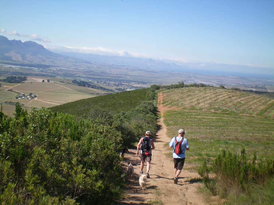 Stellenbosch: Guided Vineyard Hike and Wine Tasting - Walking 7 to 9 kilometers among the vines