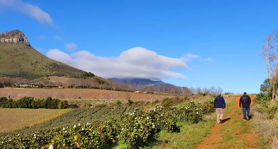 Stellenbosch: Guided Vineyard Hike and Wine Tasting - Starting from Stellenbosch and entering Banhoek Valley