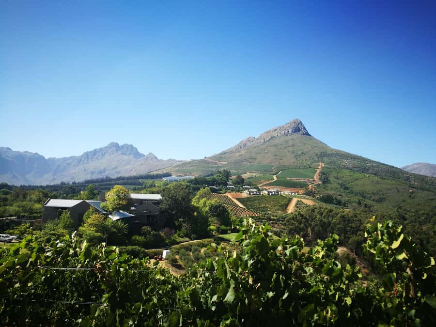 Stellenbosch: Half-Day Guided Nature Hike and Wine Tasting - What the $84 covers
