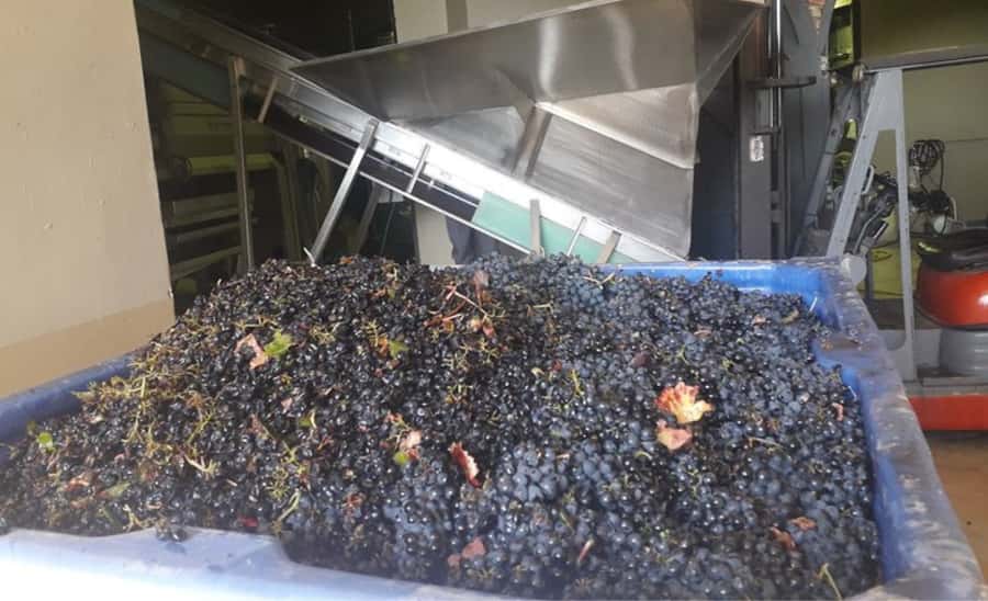 Stellenbosch: Half-Day Wine Tour - Thirty minutes in Stellenbosch town