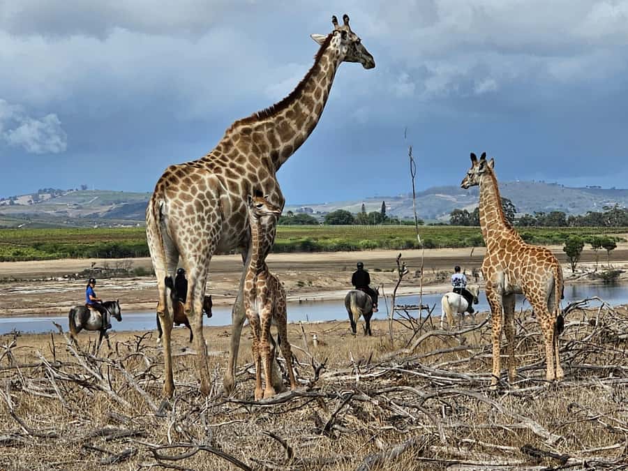 Stellenbosch: Horse Riding Wildlife Safari - A wildlife ride 12km from Stellenbosch