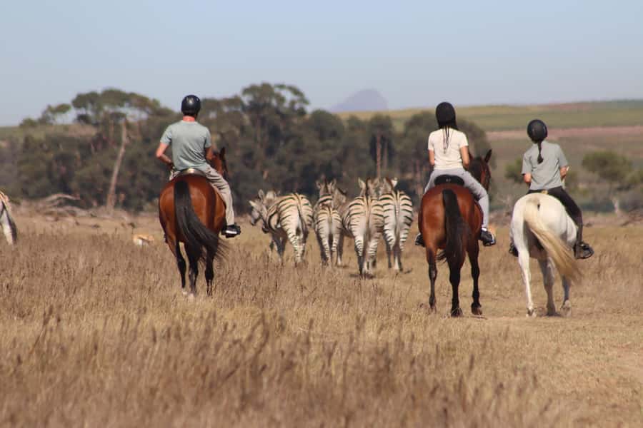 Stellenbosch: Horse Riding Wildlife Safari - The horses are a major part of the experience