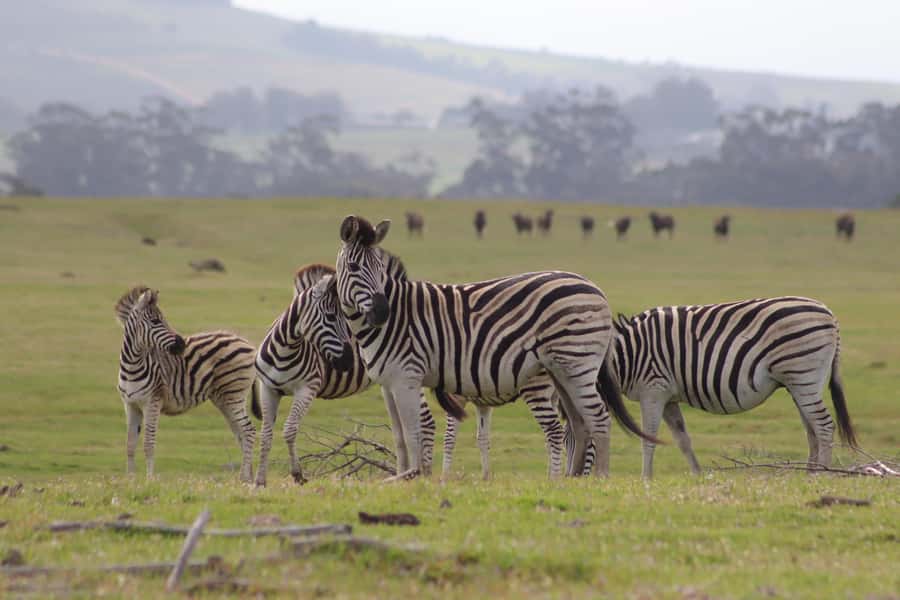 Stellenbosch: Horse Riding Wildlife Safari - What you may see from the saddle