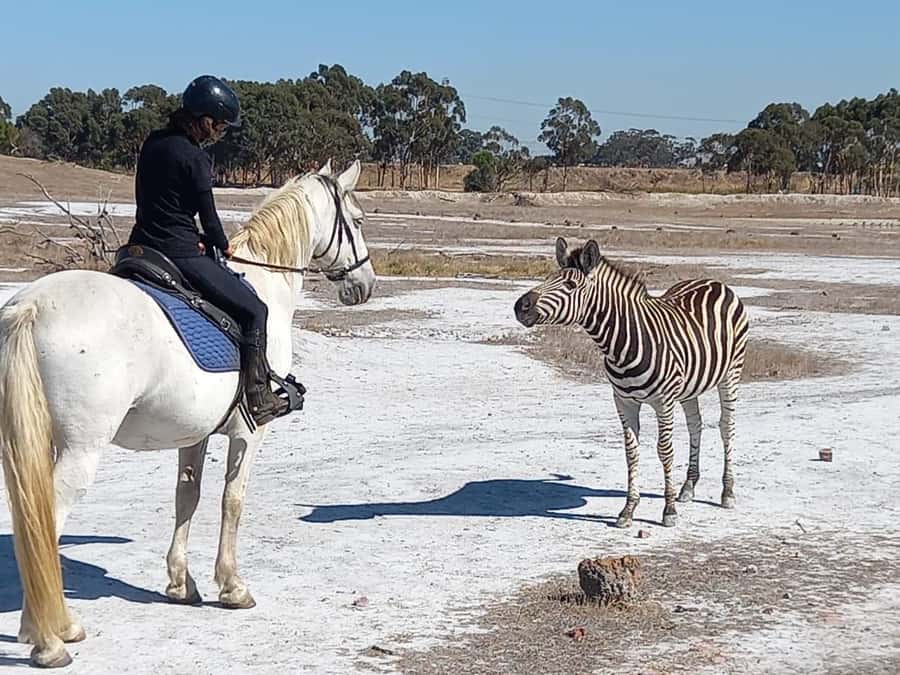 Stellenbosch: Horse Riding Wildlife Safari - Who will enjoy this most