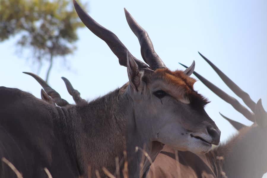 Stellenbosch: Horse Riding Wildlife Safari - Is $98 a fair price?