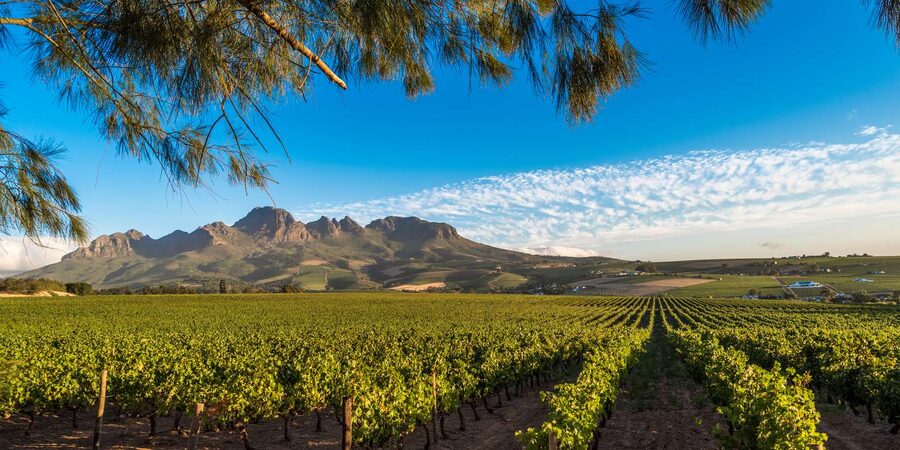 Stellenbosch North Guided Wine Safari (Tastings Excluded) - Key points to know before booking