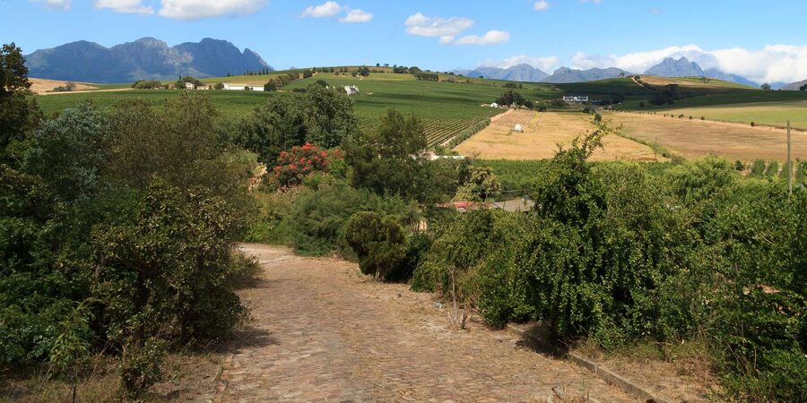 Stellenbosch North Guided Wine Safari (Tastings Excluded) - Tastings, lunch, and the real time commitment