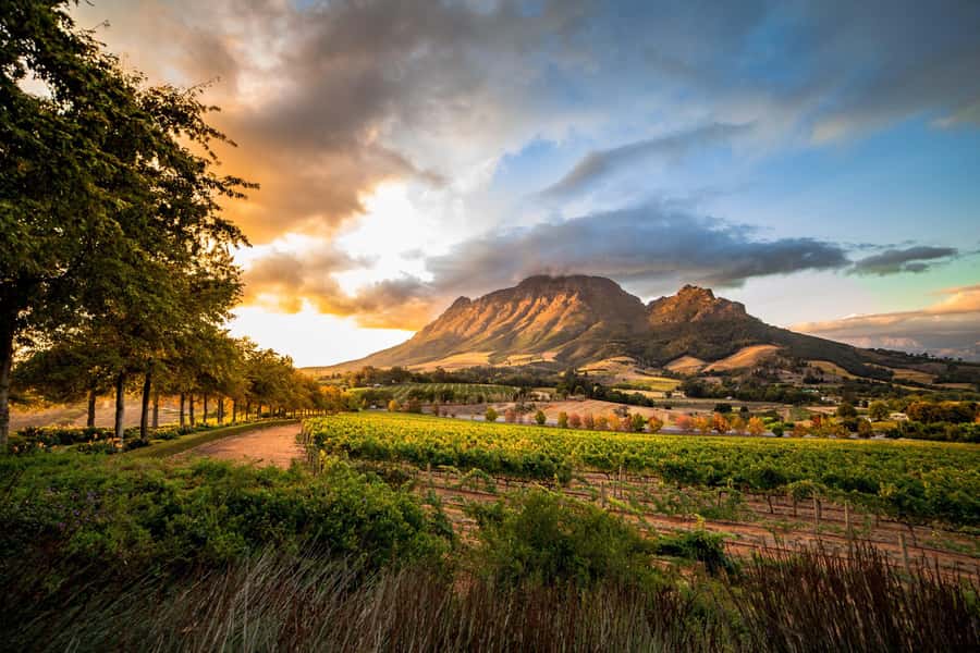 Stellenbosch North Guided Wine Safari (Tastings Included) - Three Stellenbosch Estates, One Open Safari Vehicle