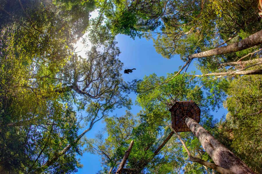 Storms River: Tsitsikamma National Park Zipline Canopy Tour - The Forest Story Between Each Line