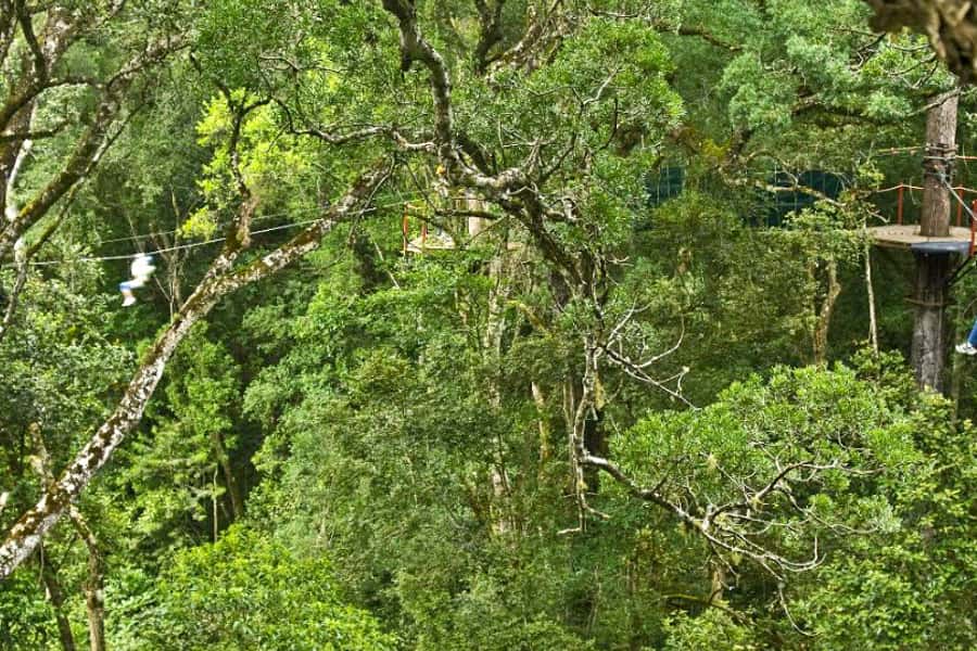 Storms River: Tsitsikamma National Park Zipline Canopy Tour - Is $55 a Fair Price?