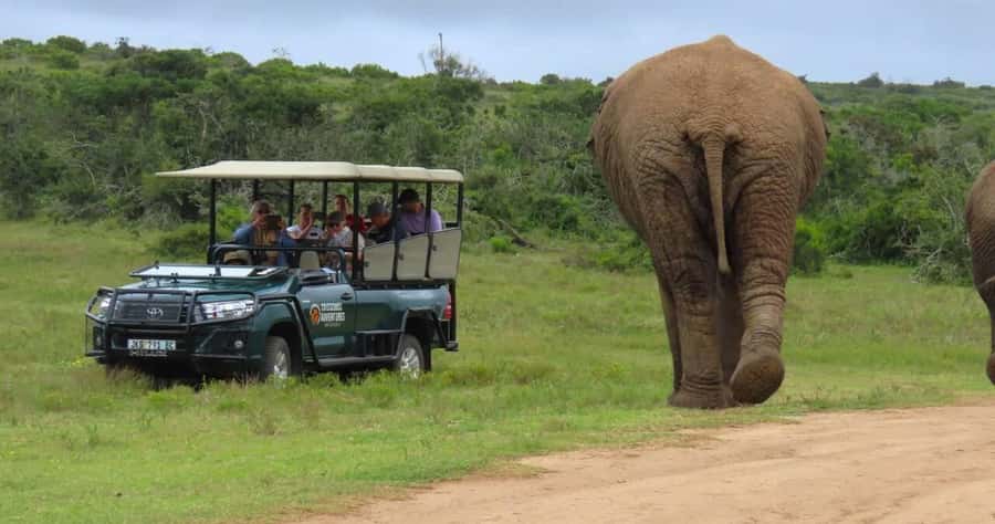 Sunrise Safari - through Addo Park to Schotia reserve - Key points to know before sunrise