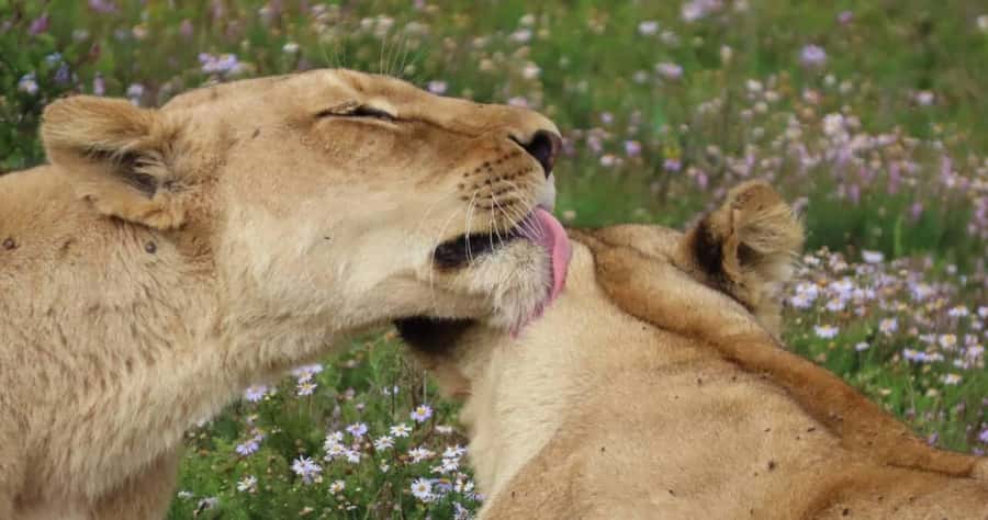 Sunrise Safari - through Addo Park to Schotia reserve - What you might see on the game drive