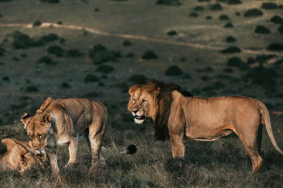 Sunset Safari at the big 5 Game Reserve All inclusive - From Cape Town to the private reserve