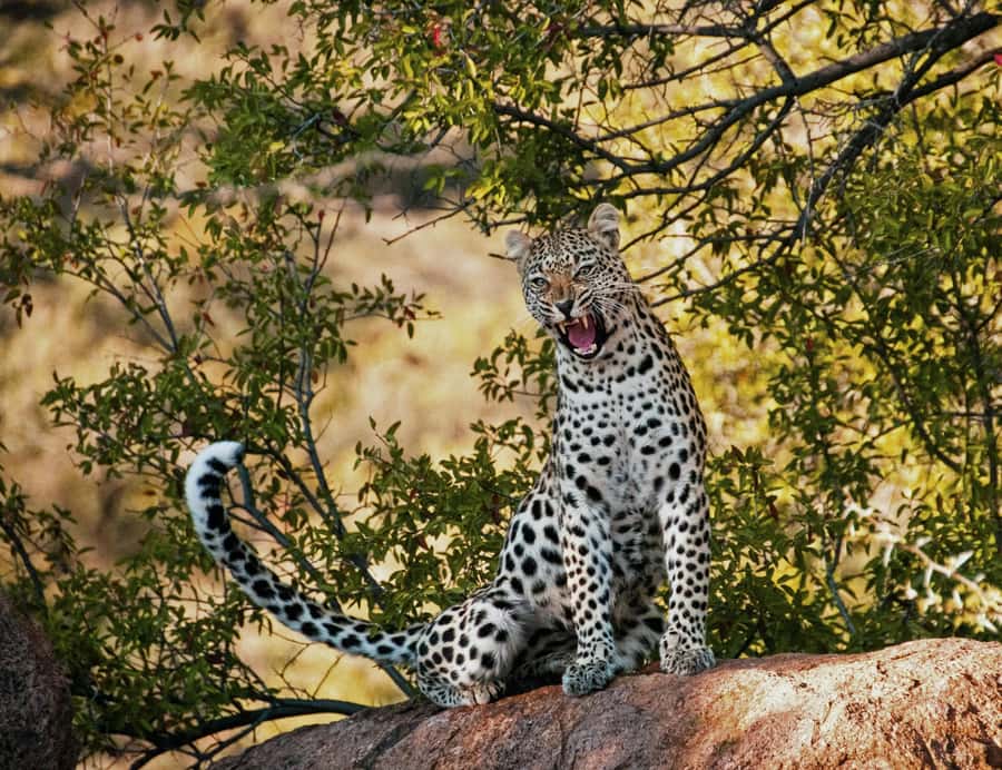 Sunset Safari at the big 5 Game Reserve All inclusive - The open-air 4x4 game drive