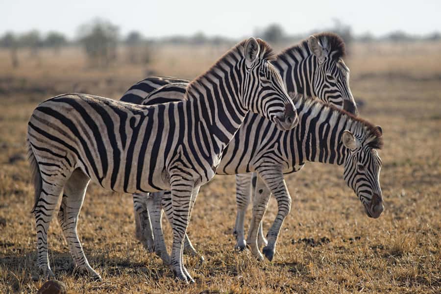 Sunset Safari at the big 5 Game Reserve All inclusive - Is $280 a fair price?