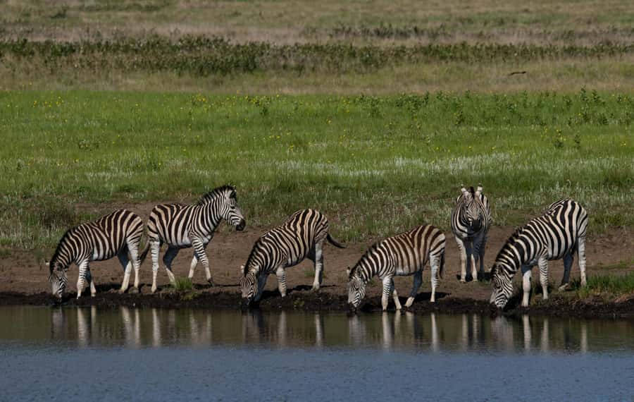Sunset Safari at the big 5 Game Reserve All inclusive - Who will enjoy this sunset safari?